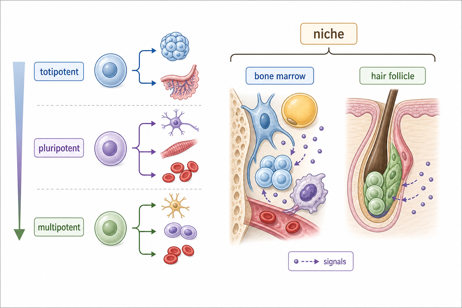 A two-part diagram with a potency ladder from totipotent to pluripotent to multipotent, plus small labeled sketches of a bone marrow niche and a hair follicle bulge niche.