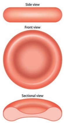 Side, front and sectional views of a biconcave erythrocyte showing its thin centre and rounded rim.