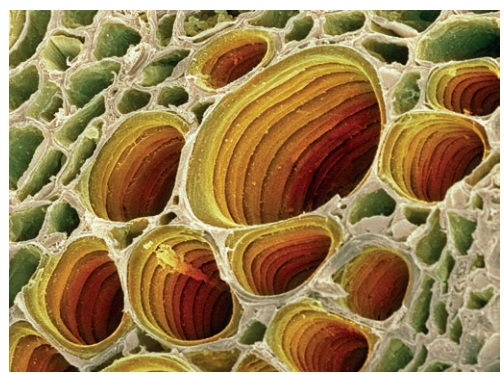 Scanning electron micrograph shows spiral xylem vessels.
