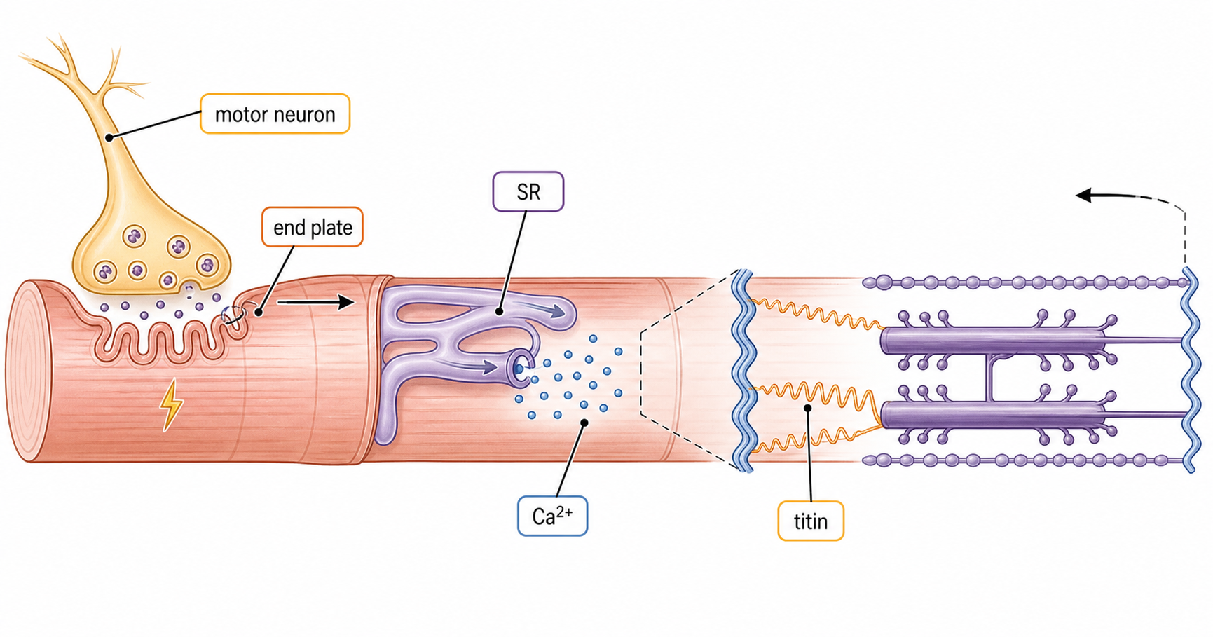 A compact diagram connecting motor neuron, neuromuscular junction, motor end plate, sarcoplasmic reticulum calcium release, and a titin spring inside one sarcomere.