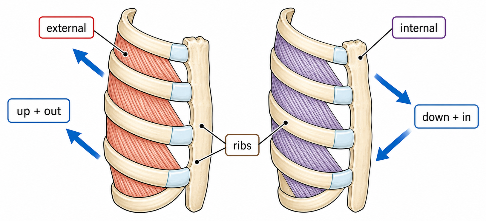 A front rib-cage diagram showing external intercostals raising the ribs up and out and internal intercostals pulling the ribs down and in.