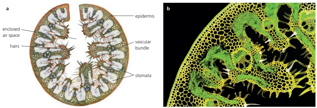 Micrographs show a cross-section of a marram grass blade and a magnified section with a thick cuticle, thick-walled epidermal cells, and a folded, hairy inner epidermis that traps water vapour.