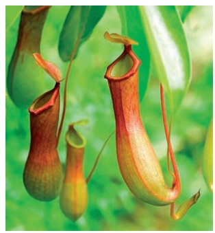 Several pitcher plants hang among green rainforest leaves; their modified leaves form deep fluid-filled traps.