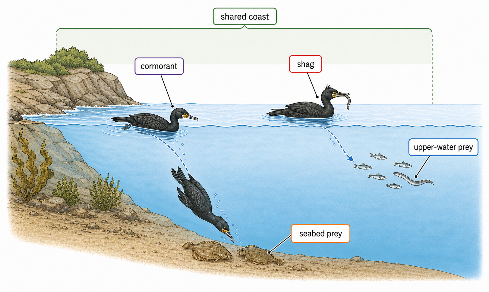 Cormorant and shag use different feeding zones and prey in the same rocky coastal habitat.