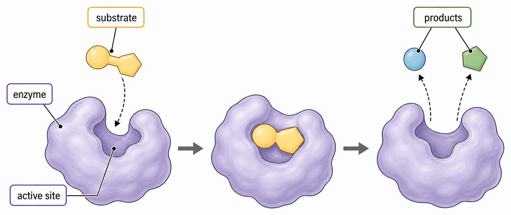 Three-stage diagram showing substrate entering an enzyme active site, an enzyme-substrate complex, and products leaving the unchanged enzyme.