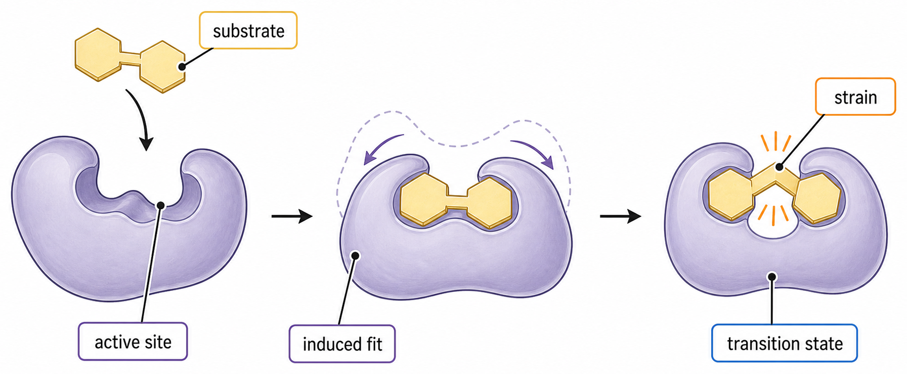 Sequence showing substrate approach, induced-fit closure and substrate strain toward the transition state.