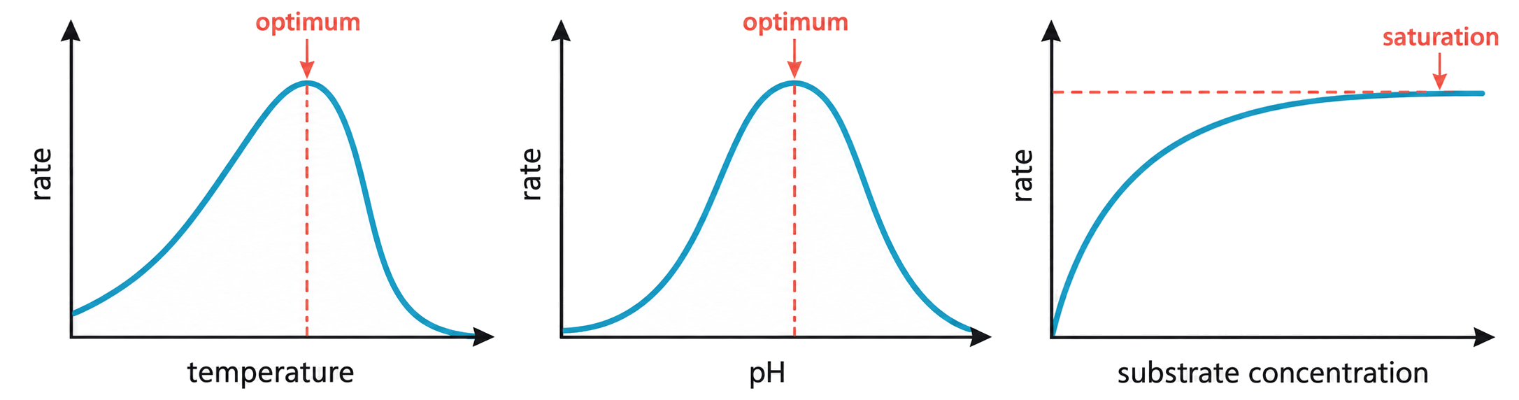 Three graphs showing enzyme rate against temperature, pH and substrate concentration, with optima and a saturation plateau labelled.