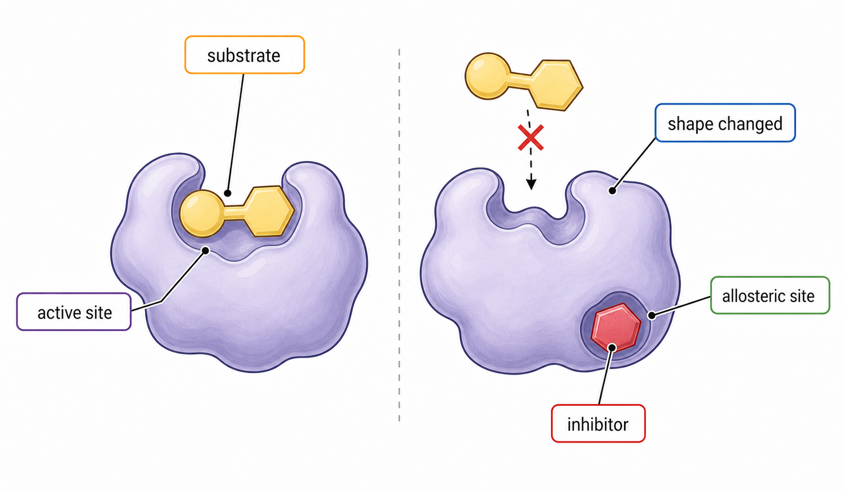 Comparison of an active enzyme and an enzyme with an inhibitor bound at an allosteric site, changing active-site shape.