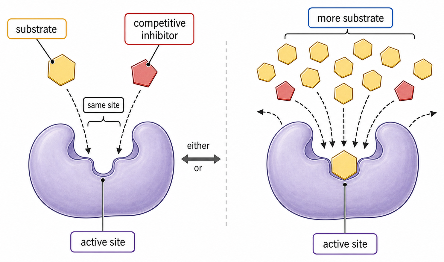 Diagram showing a substrate and competitive inhibitor contesting the same active site, then abundant substrate increasing successful substrate binding.