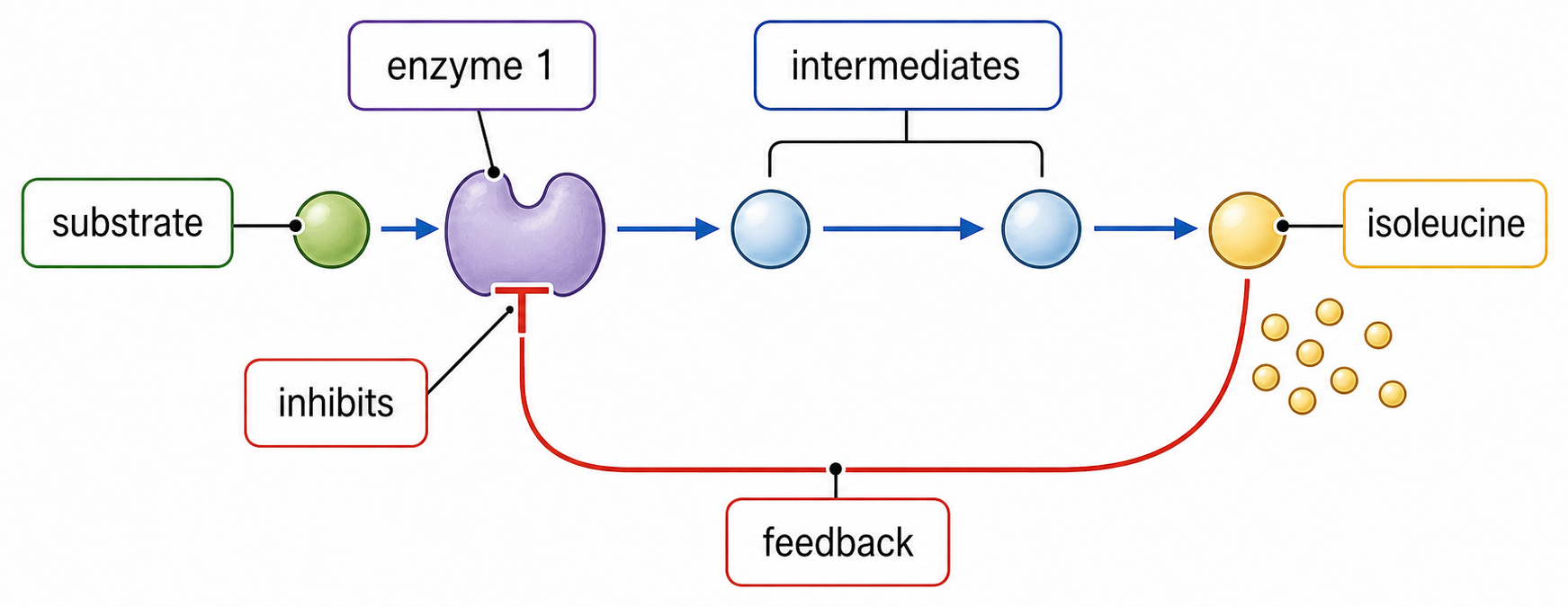 Isoleucine synthesis pathway with accumulated isoleucine feeding back to inhibit the first enzyme.