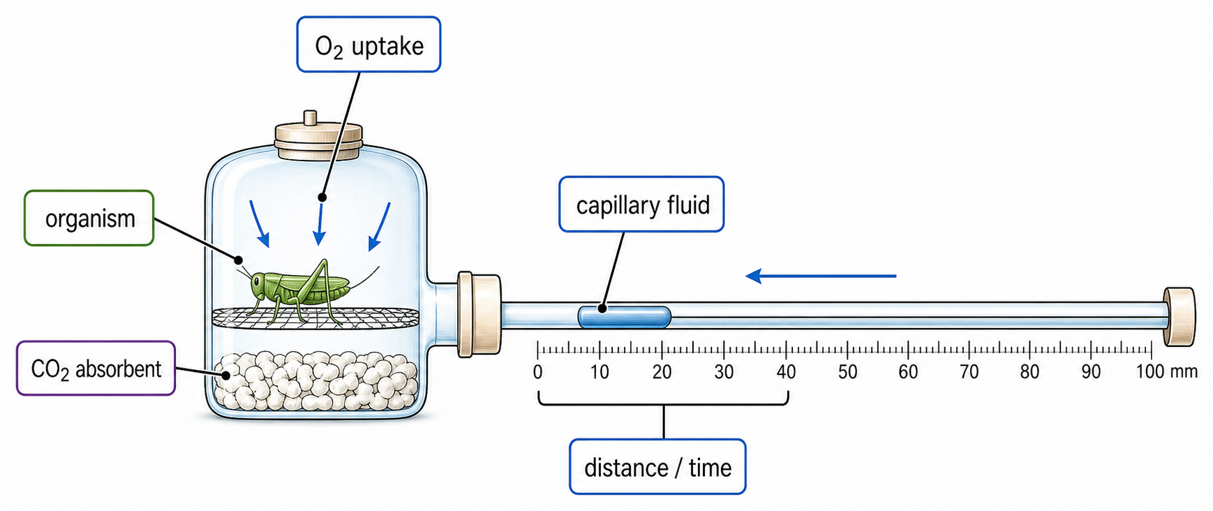 A sealed respirometer contains a respiring organism and carbon dioxide absorbent; oxygen uptake lowers pressure and draws capillary fluid toward the chamber.