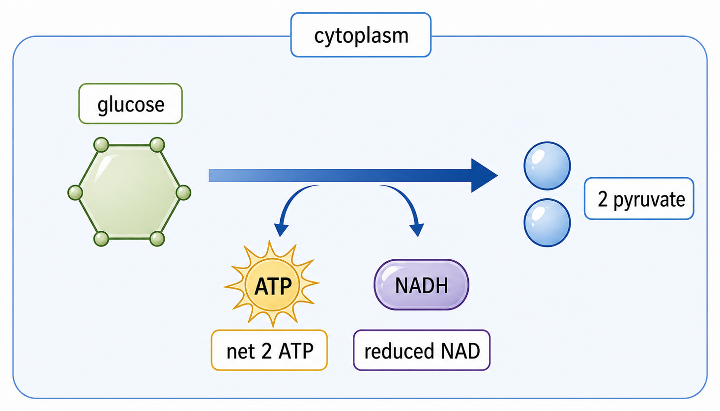 In cytoplasmic glycolysis, one glucose forms two pyruvate with net two ATP and reduced NAD.
