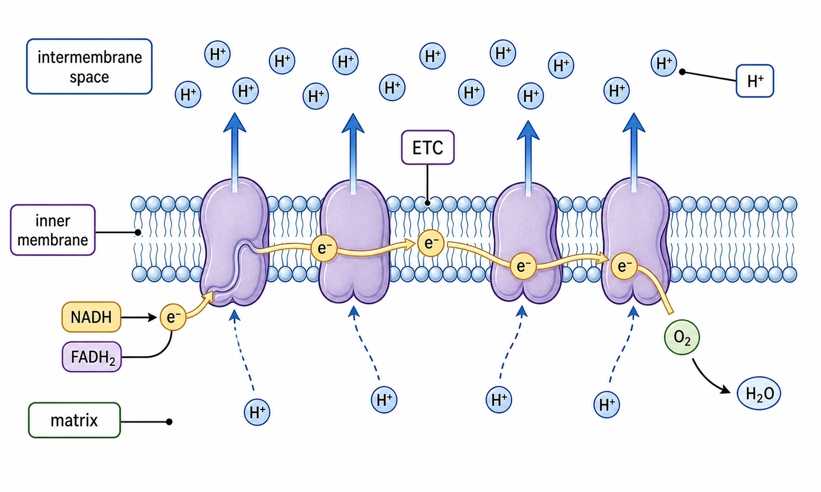 Mitochondrial inner membrane electron transport chain pumping protons into intermembrane space.