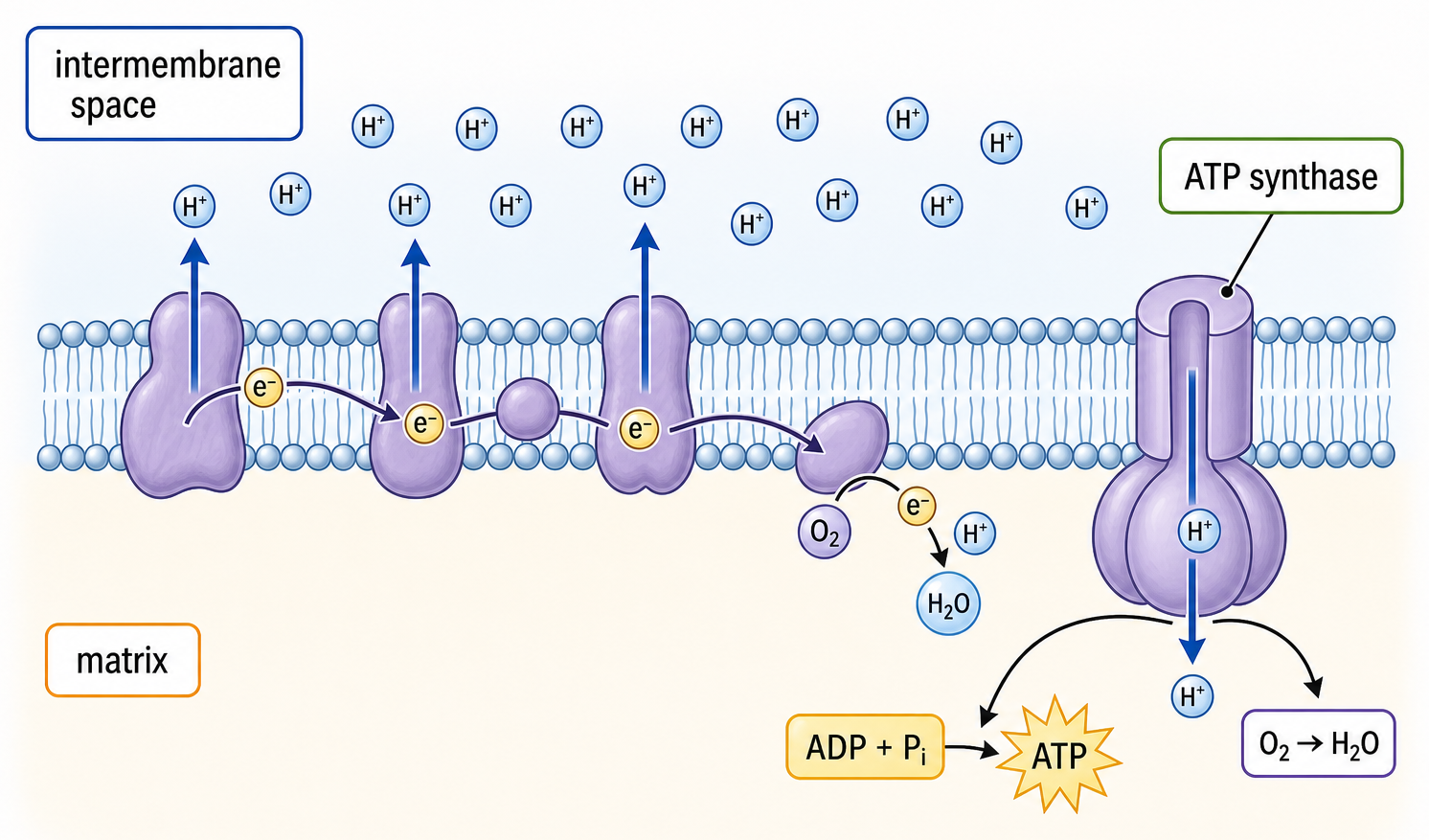 Chemiosmosis through ATP synthase with oxygen as terminal electron acceptor forming water.