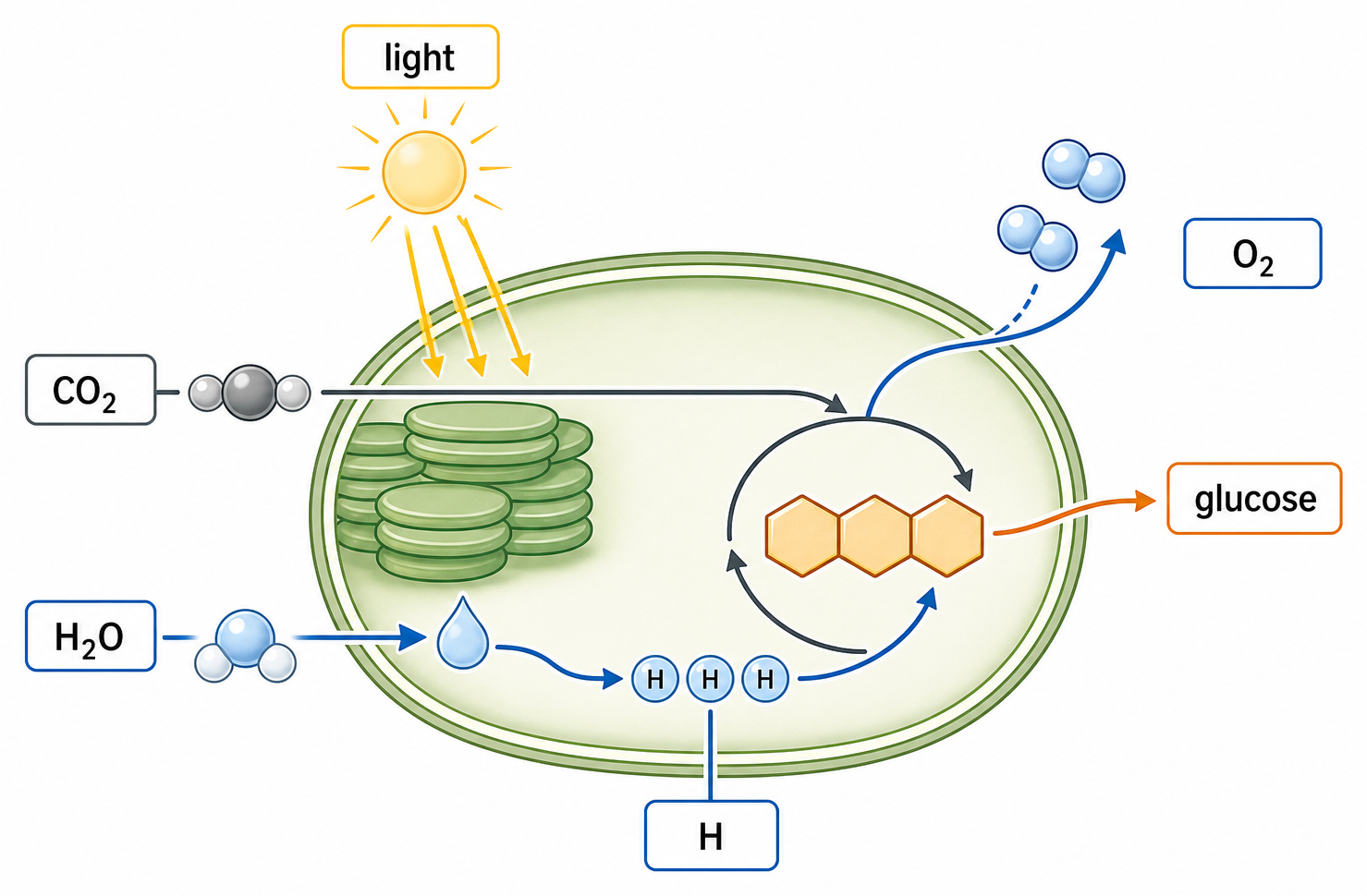 Simple source-flow diagram for the photosynthesis equation. Show CO2 flowing to the carbon skeleton of glucose/carbohydrate; H2O splitting into hydrogen used to reduce CO2 and oxygen released as O2; light energy shown as the input that drives the process.