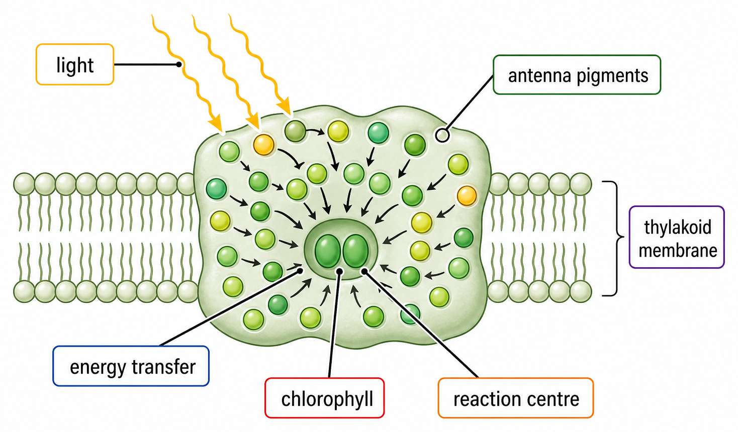 A labelled photosystem in the thylakoid membrane showing multiple antenna pigments around a reaction-centre chlorophyll and the direction of energy transfer.