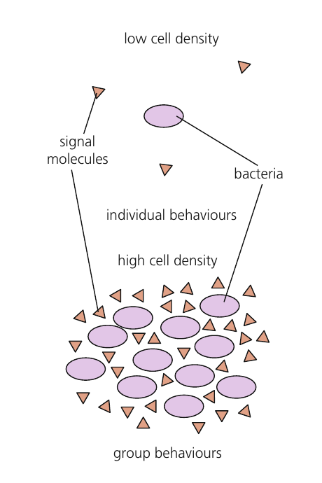 Signal molecules remain dilute at low bacterial density but accumulate at high density, where coordinated group behaviour begins.