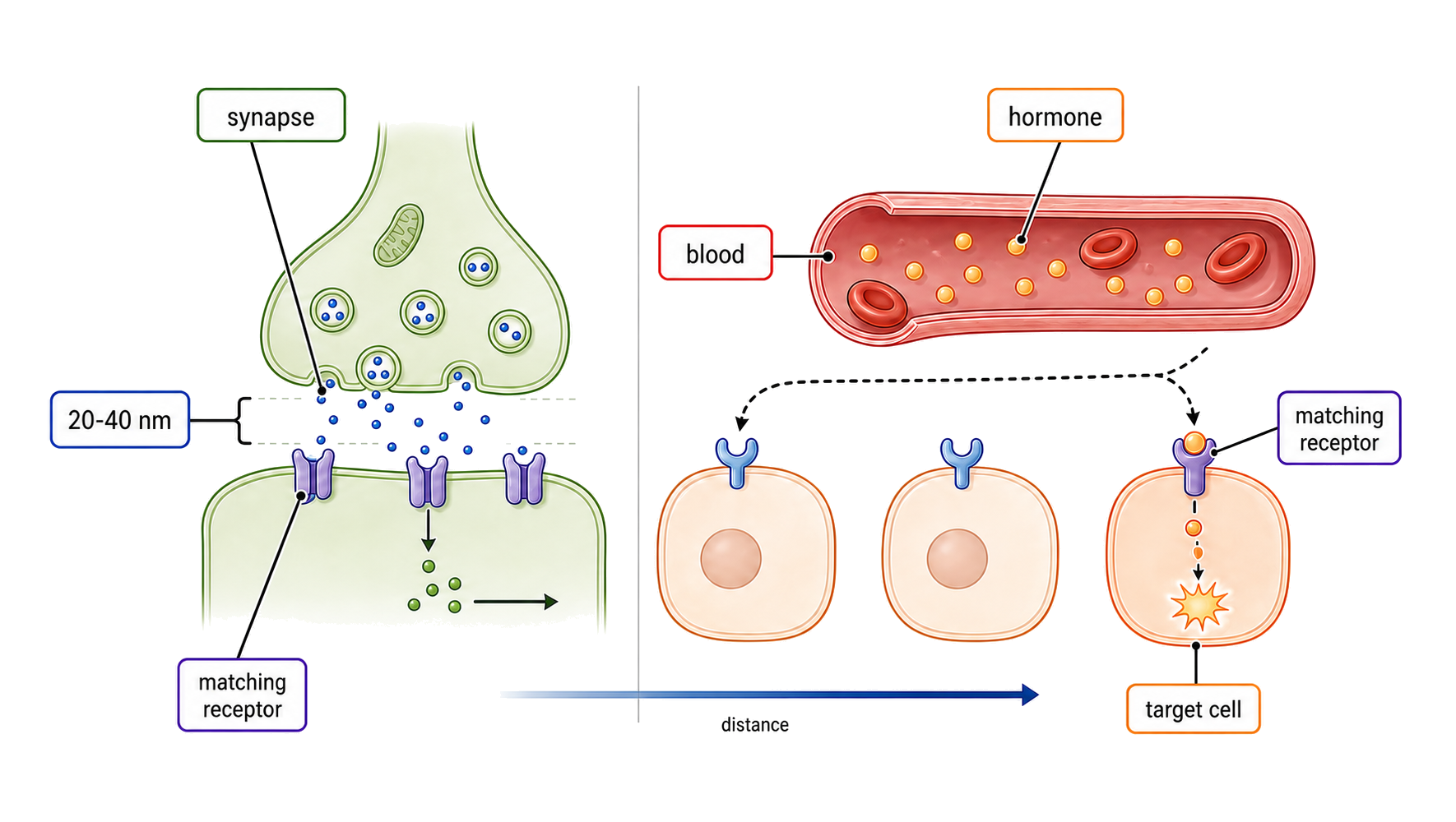 A neurotransmitter crosses a 20–40 nanometre synaptic cleft, while a hormone travels in blood and activates only a distant cell with a matching receptor.
