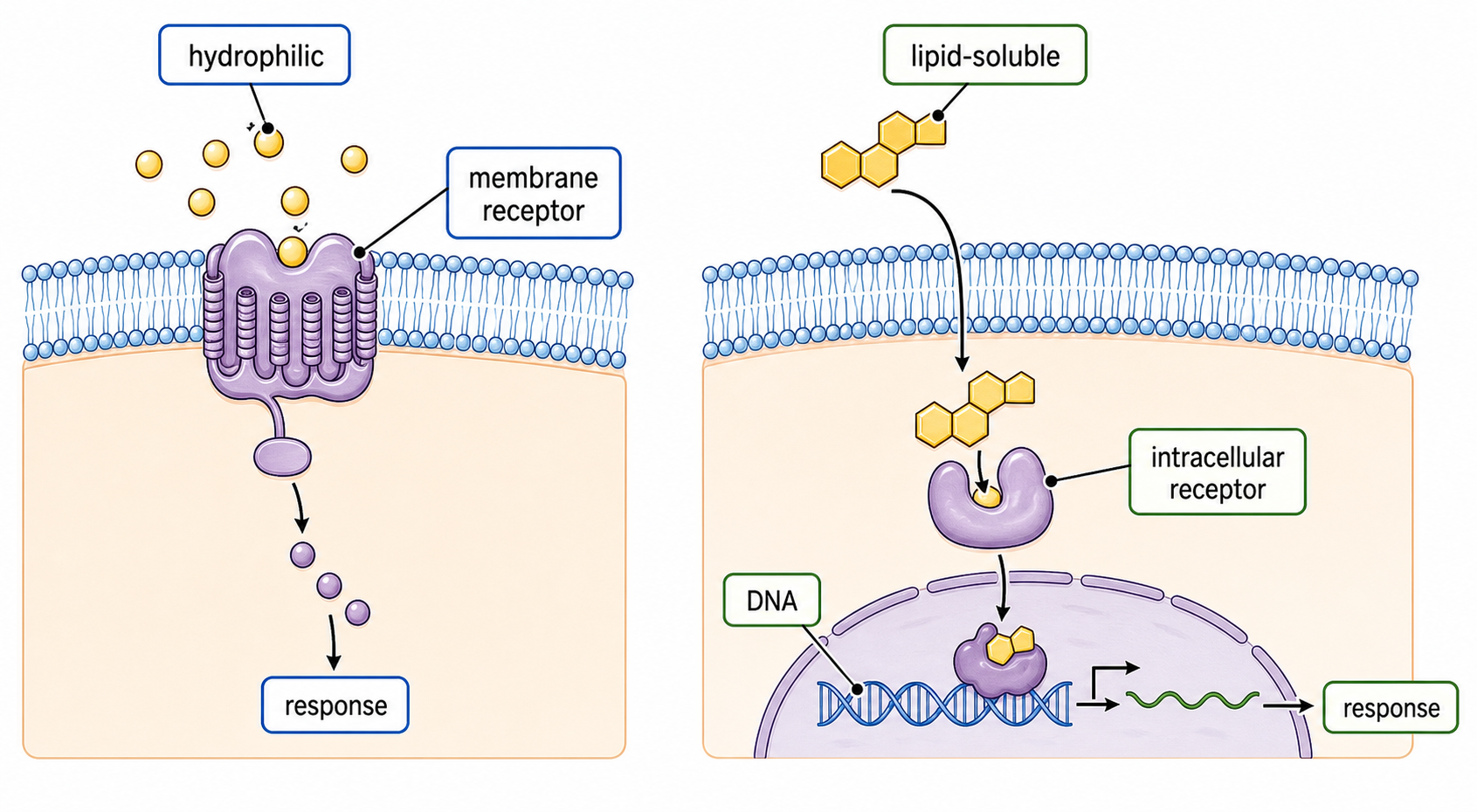 Two-panel receptor comparison. Left: hydrophilic ligand binding a transmembrane receptor with polar and non-polar receptor regions labelled. Right: steroid/thyroid hormone crossing the membrane and binding a cytoplasmic or nuclear receptor that acts on DNA.
