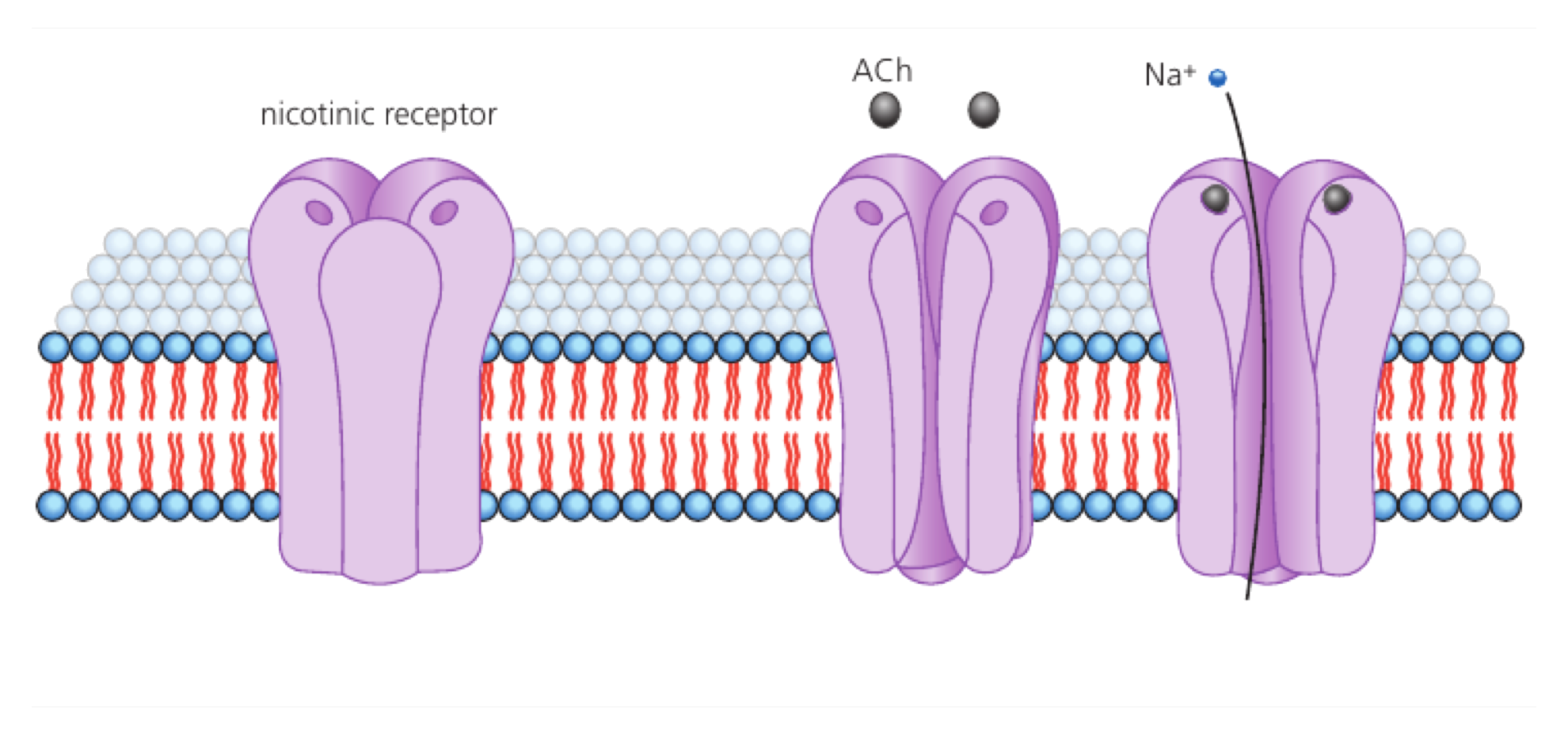 Acetylcholine binding opens a postsynaptic nicotinic receptor channel and allows sodium ions to enter.