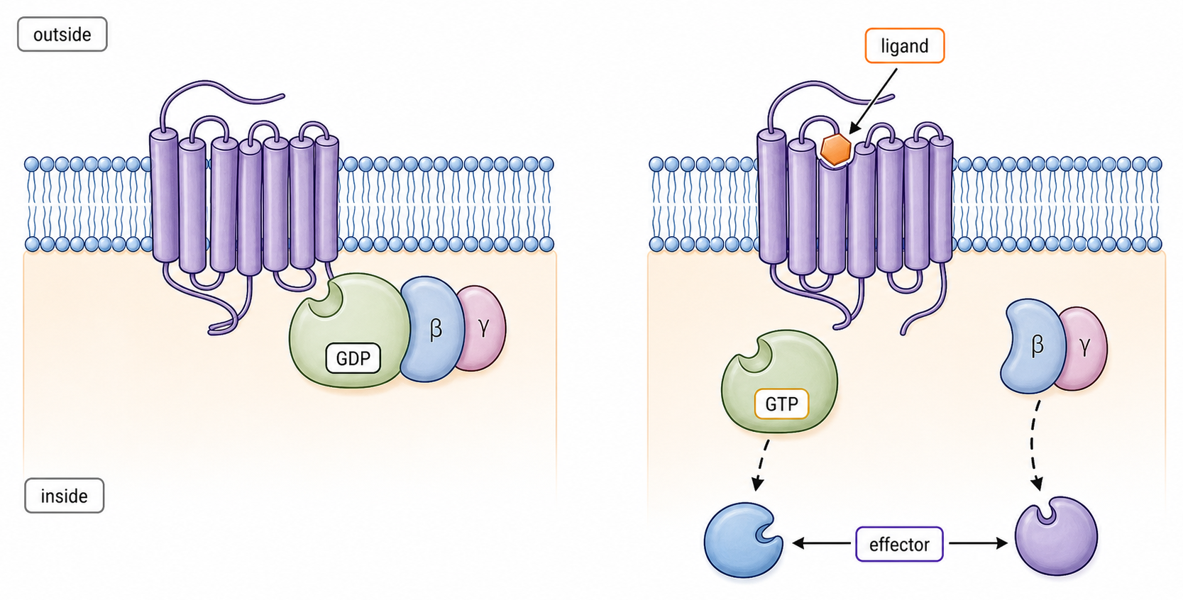 A ligand-bound seven-helix GPCR promotes exchange of GDP for GTP on the G protein, whose subunits then activate effectors.