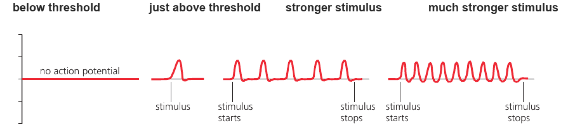 Traces show no action potential below threshold, one standard-sized action potential just above threshold, and higher impulse frequency with stronger sustained stimuli.