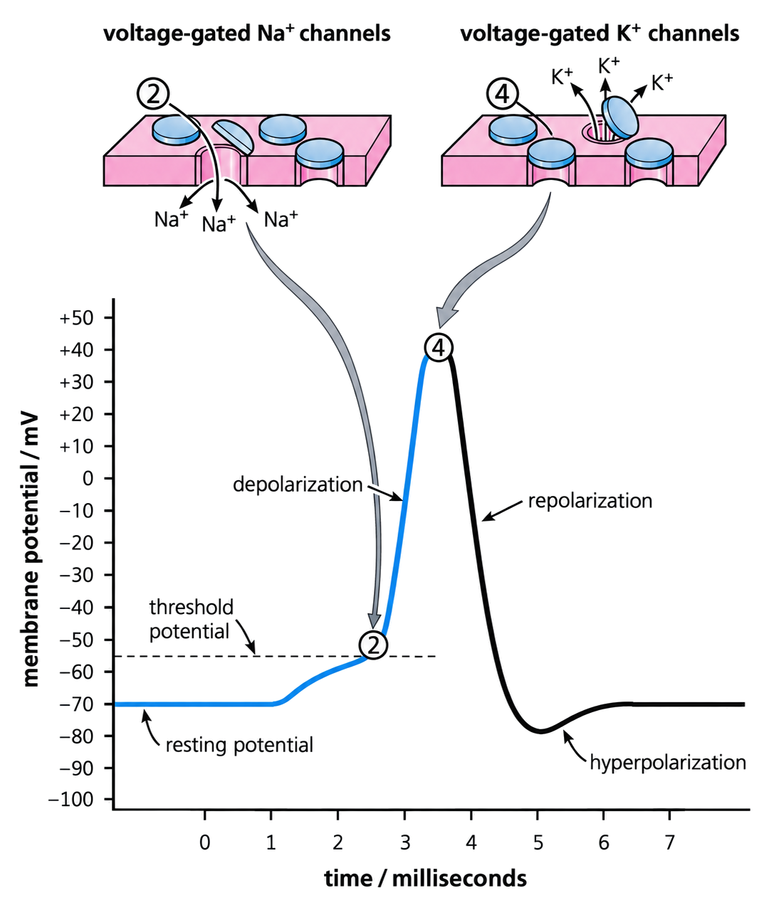 An action-potential trace links sodium-channel opening to depolarization and potassium-channel opening to repolarization and hyperpolarization.