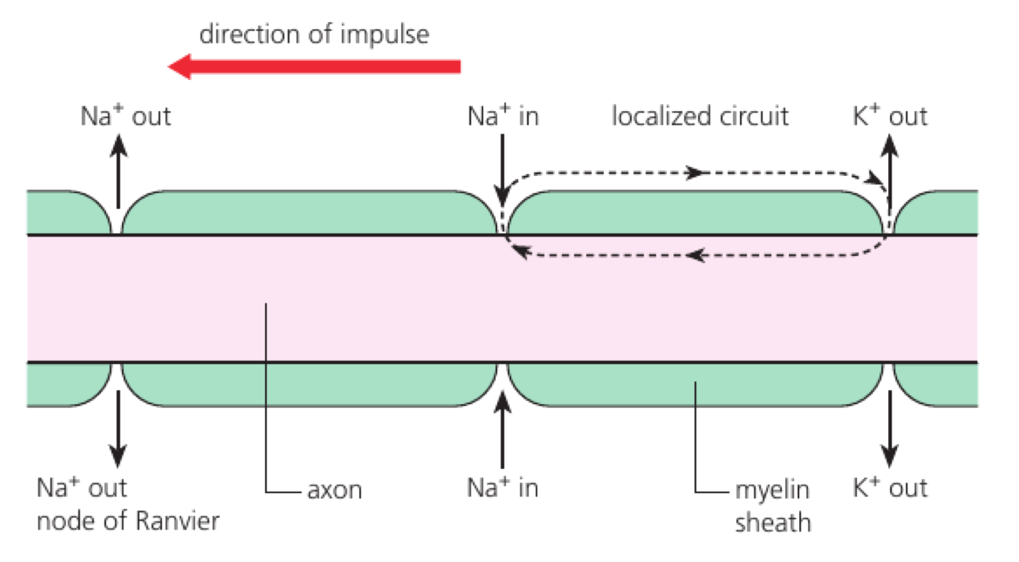Local current travels beneath myelin from one node of Ranvier to the next, where sodium entry regenerates the action potential.