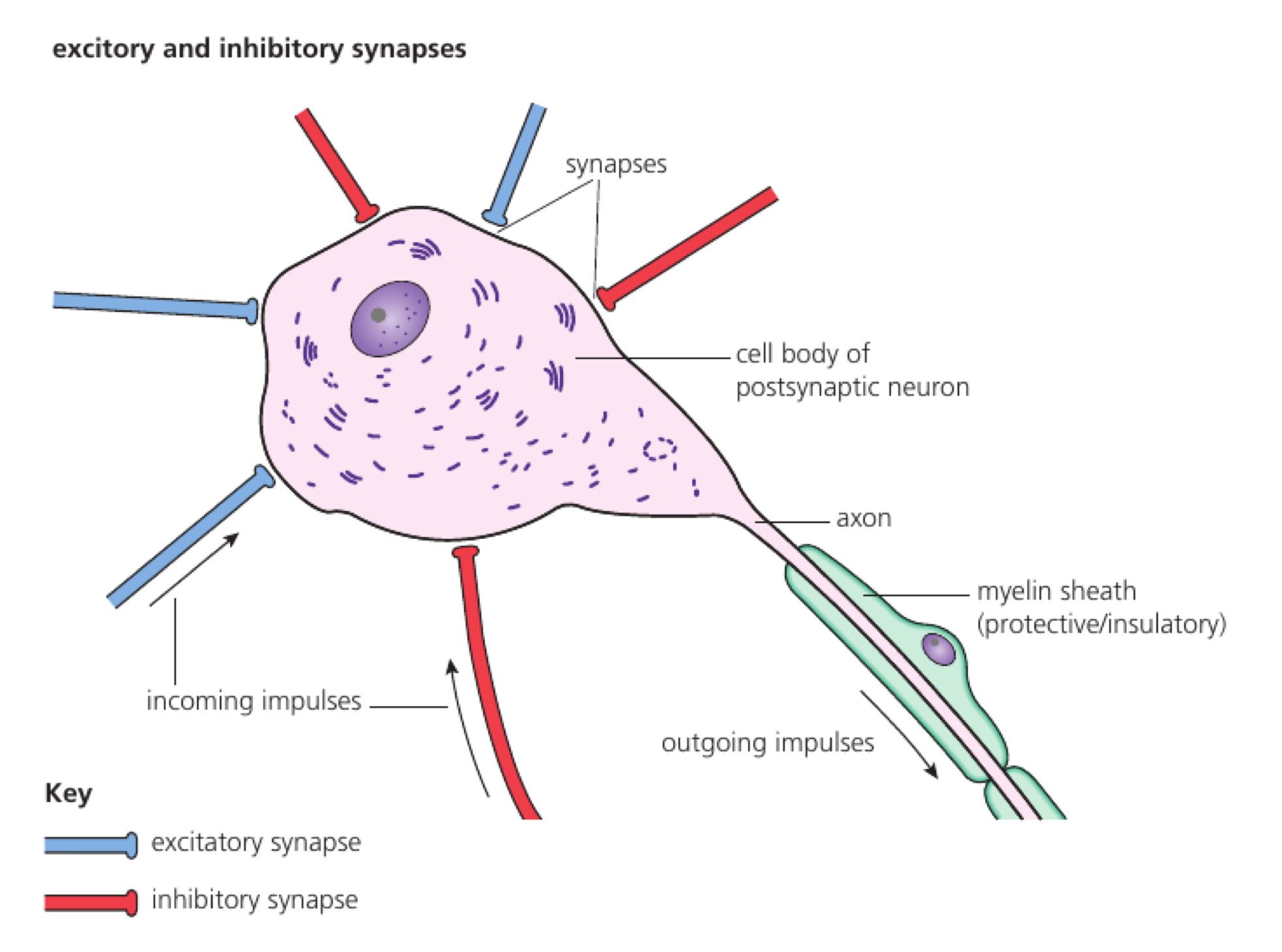 Multiple excitatory and inhibitory synapses converge on one postsynaptic neuron before an outgoing impulse is produced.