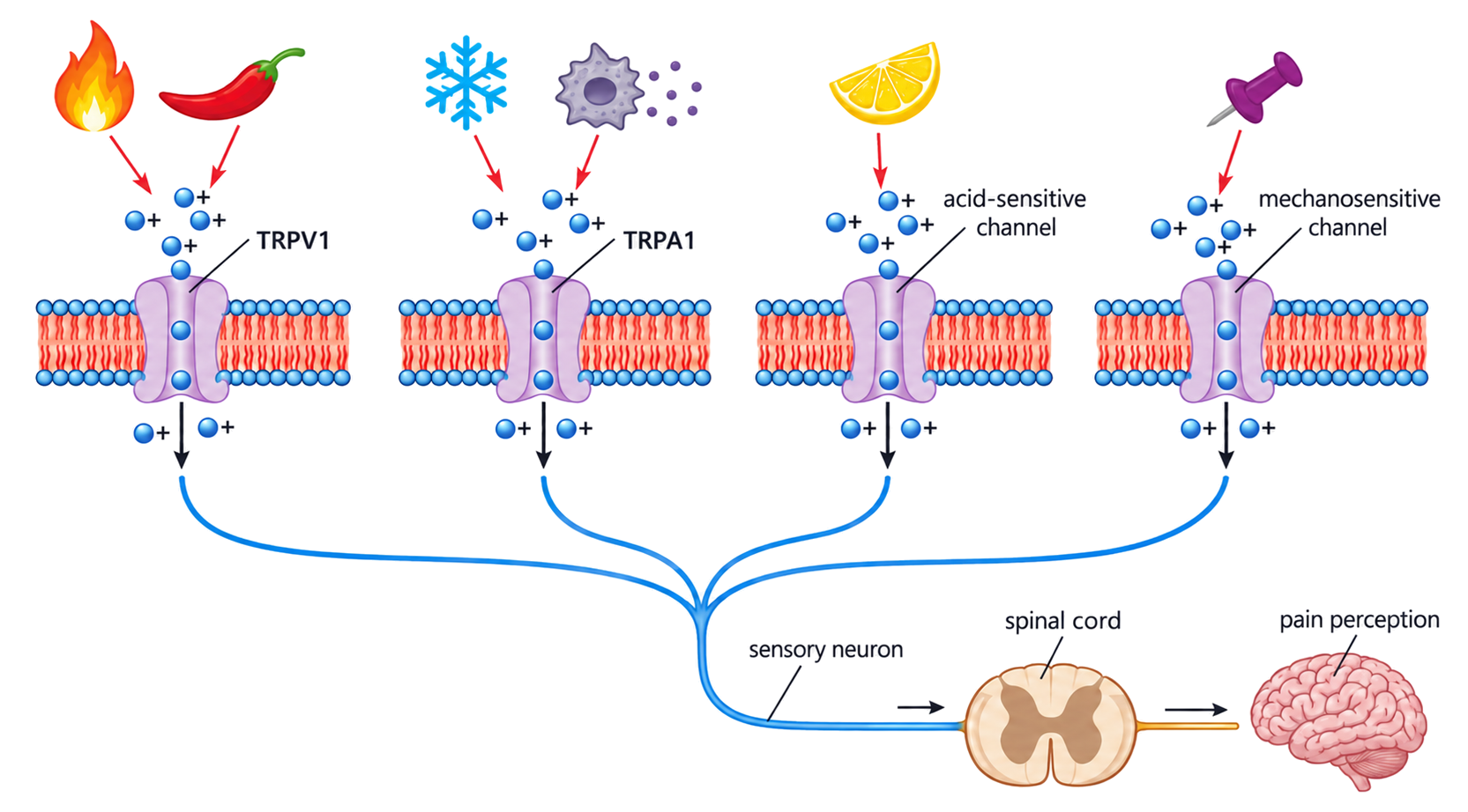 Heat, capsaicin, cold, damage-associated chemicals, acid and mechanical force open stimulus-sensitive channels in free sensory nerve endings, initiating signals toward spinal cord and brain.