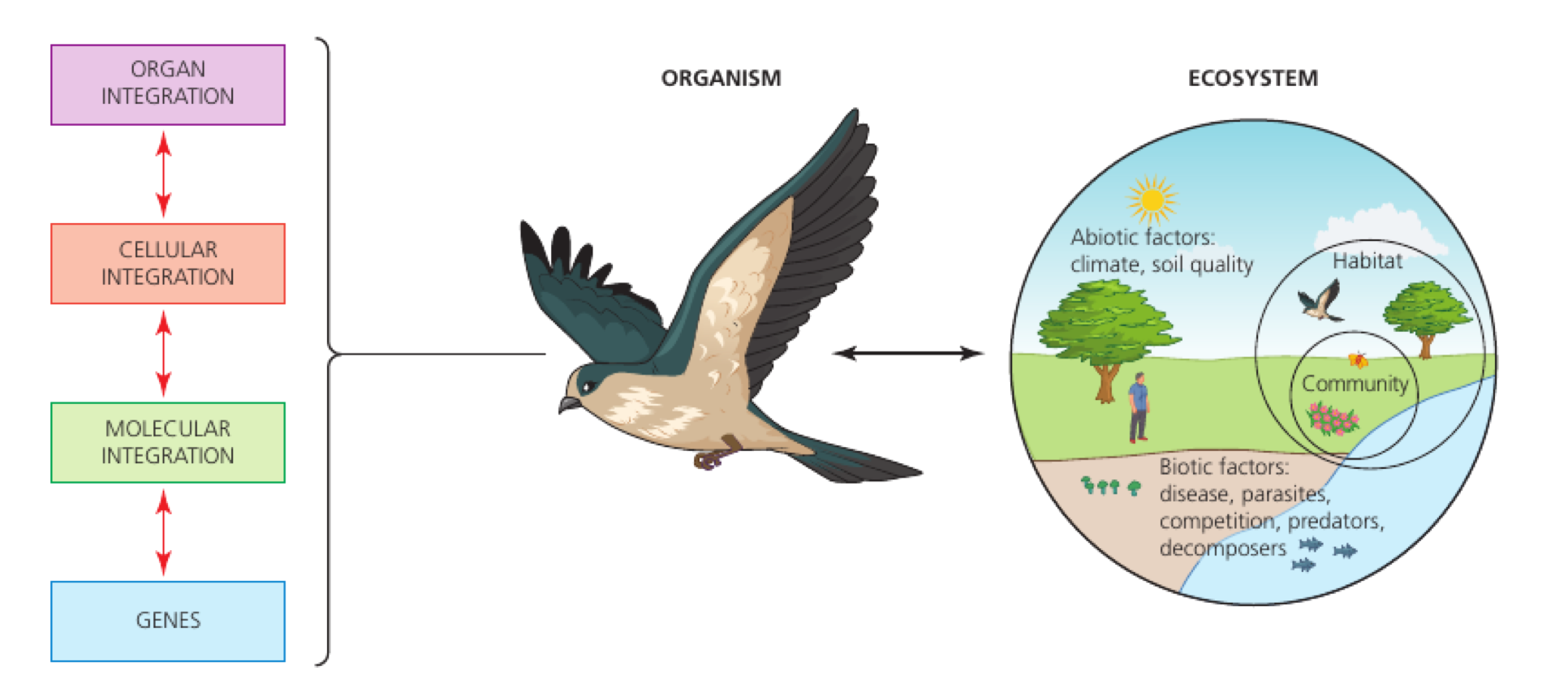 Genes and molecular, cellular and organ integration contribute to an organism that also interacts with its ecosystem.