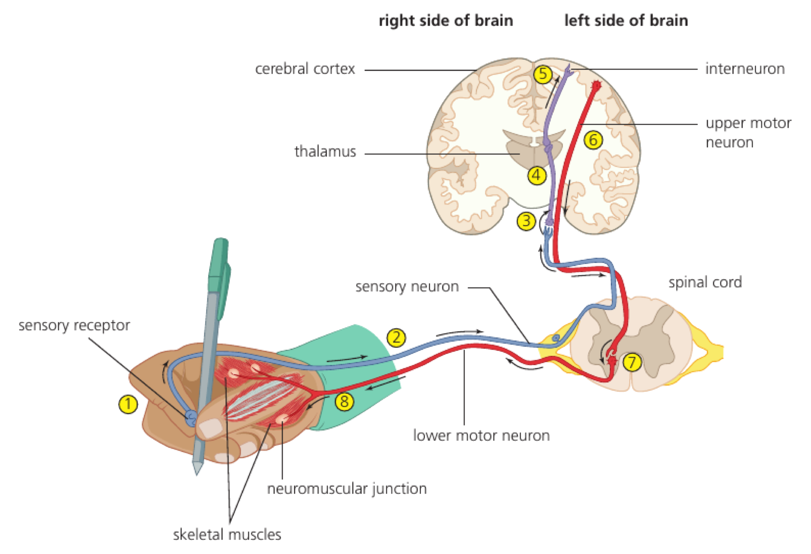 Sensory input from a receptor travels to the spinal cord and cerebral cortex, while upper and lower motor neurons carry output to a skeletal muscle.