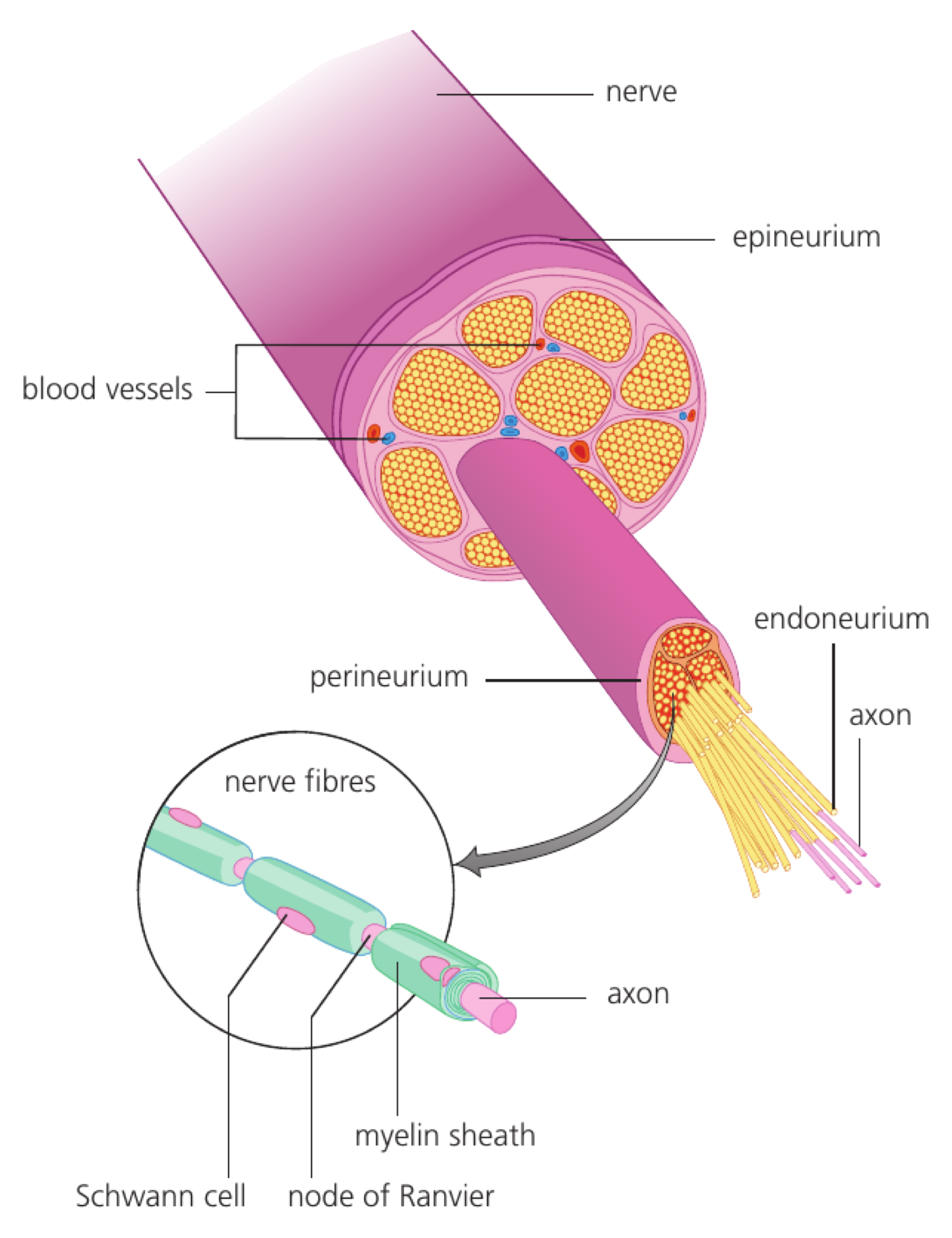 A peripheral nerve cutaway shows many axons grouped into fascicles, surrounded by endoneurium, perineurium and epineurium.