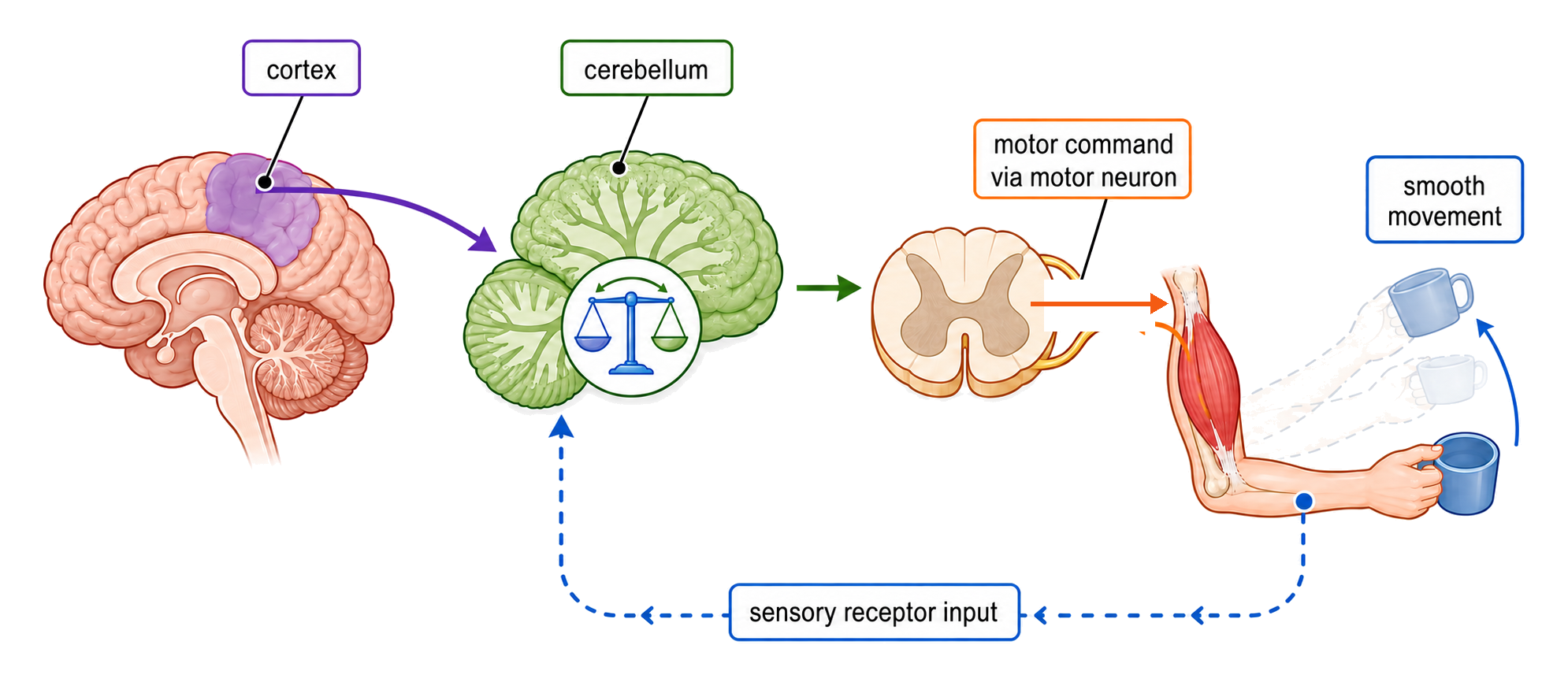 The cerebral cortex supplies an intended motor command, sensory receptors return information about the movement, and the cerebellum adjusts output so the movement becomes smooth.