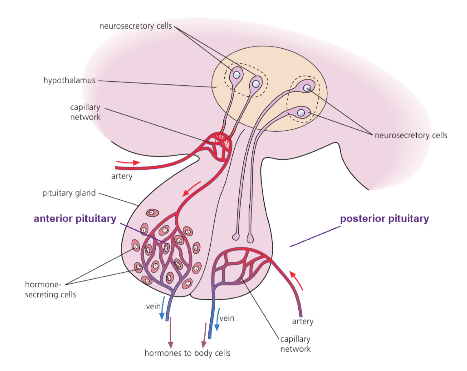 Hypothalamic neurosecretory cells regulate the anterior pituitary through a portal capillary system and send axons directly to the posterior pituitary.