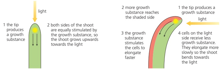 Uniform light produces equal shoot growth, while lateral light produces more growth substance on the shaded side so those cells elongate faster and the shoot bends toward light.