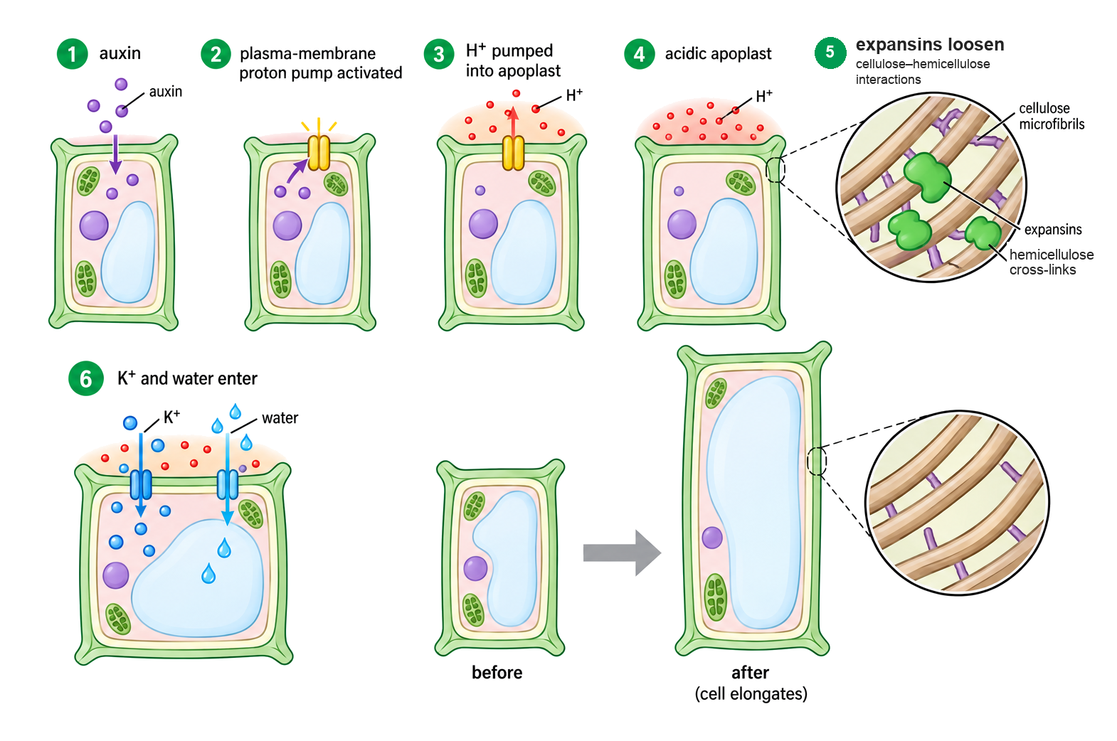 Auxin activates proton pumps, the apoplast acidifies, expansins loosen cellulose-hemicellulose interactions, ions and water enter, and the plant cell elongates.