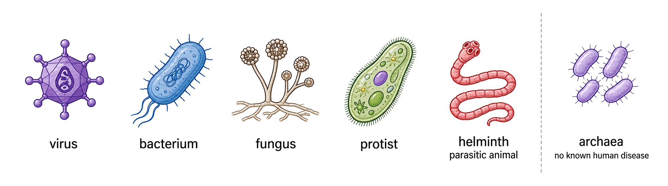 Comparison of viruses, bacteria, fungi, protists, parasitic animals and archaea as possible or known pathogen groups.