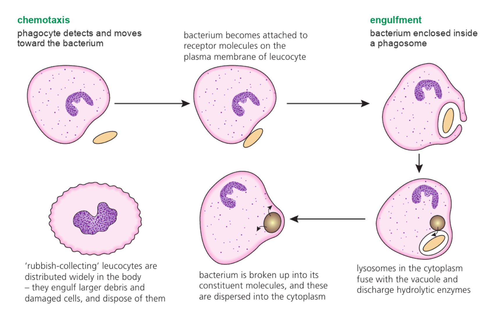 Sequence of phagocytosis from chemotaxis and receptor attachment through engulfment, lysosome fusion and digestion.