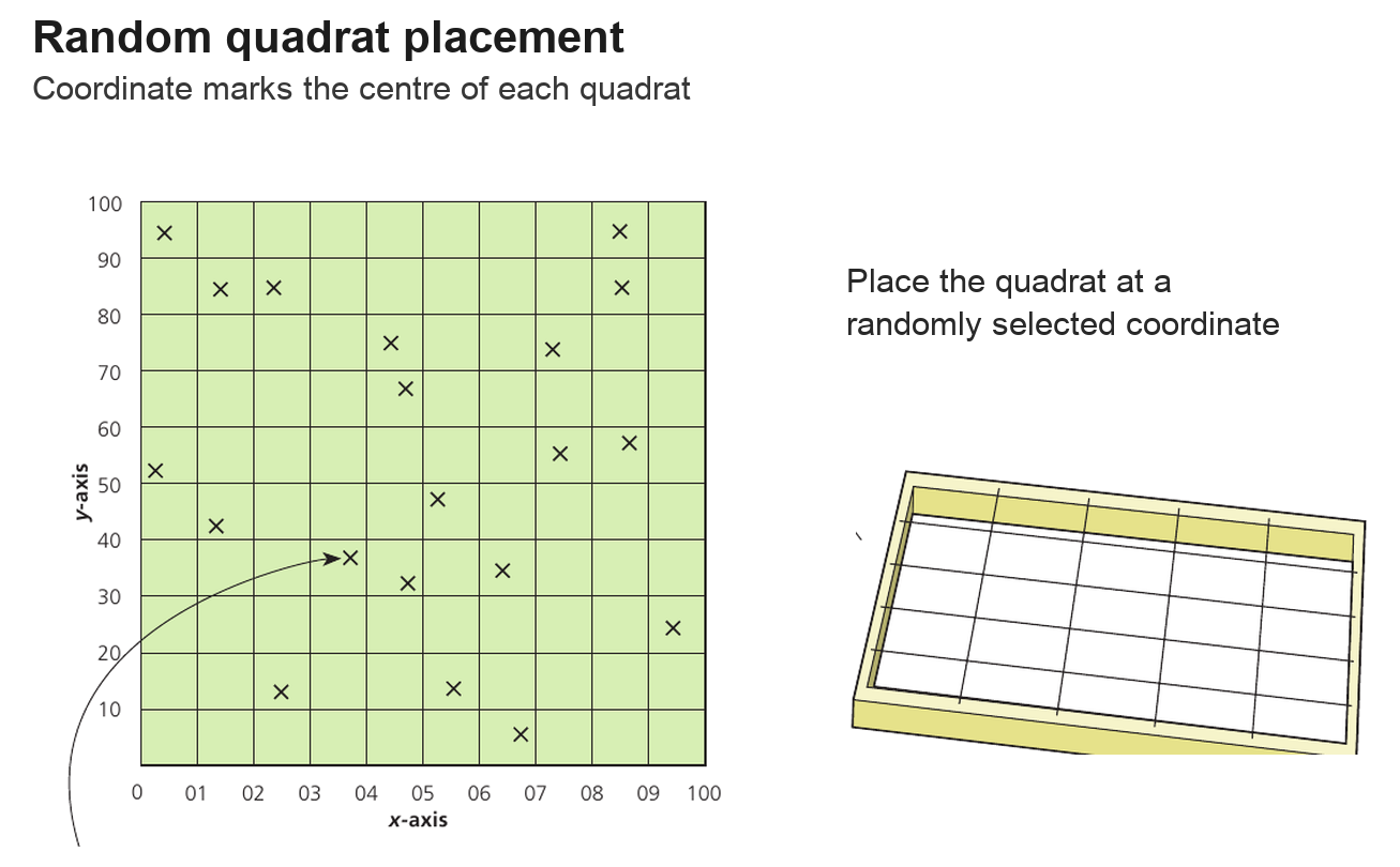 A coordinate grid marks random quadrat centres across a habitat and shows one quadrat placed at a selected coordinate.