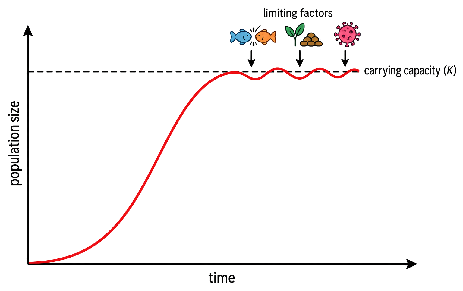 A sigmoid population curve rises and then fluctuates around carrying capacity as competition, food and disease limit growth.