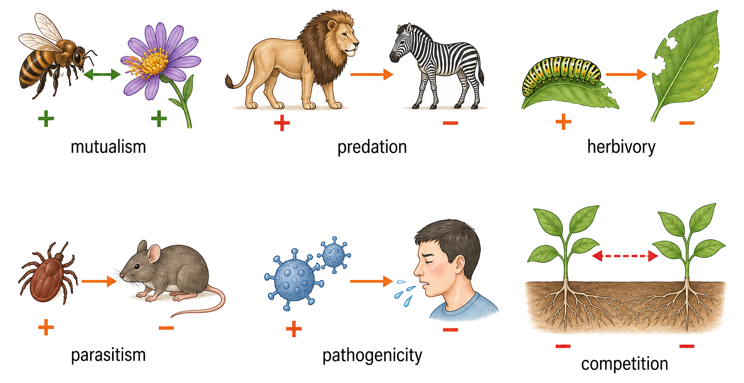 Examples classify mutualism as positive-positive, competition as negative-negative, and predation, herbivory, parasitism and pathogenicity as positive-negative interactions.