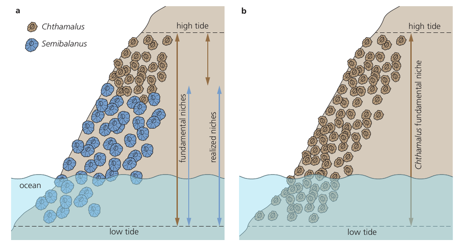 Connell-style shore comparison showing Chthamalus expanding downshore when the competing Semibalanus is removed.