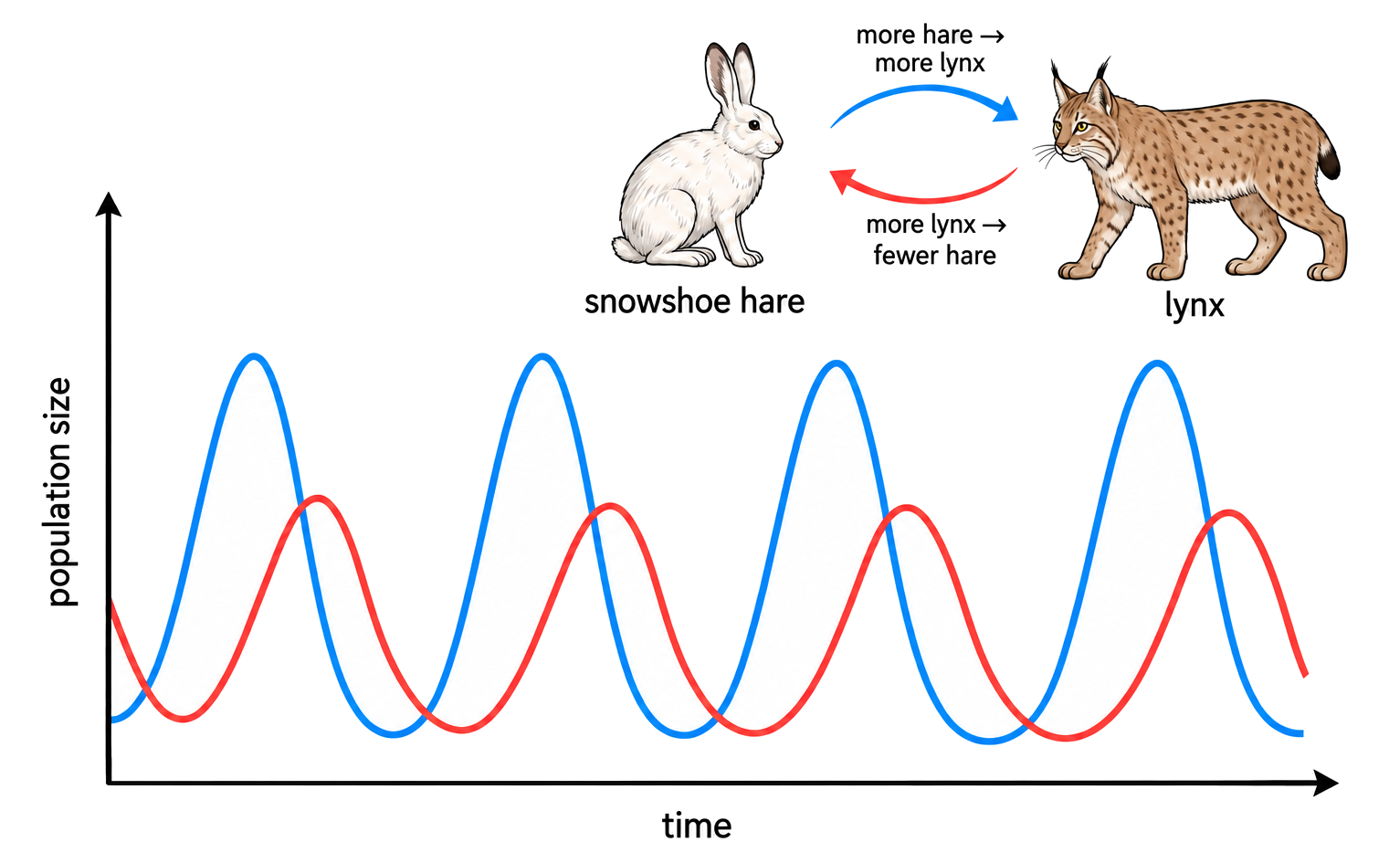Snowshoe hare population peaks precede lynx peaks; more hare supports more lynx, and more lynx then lowers hare numbers.