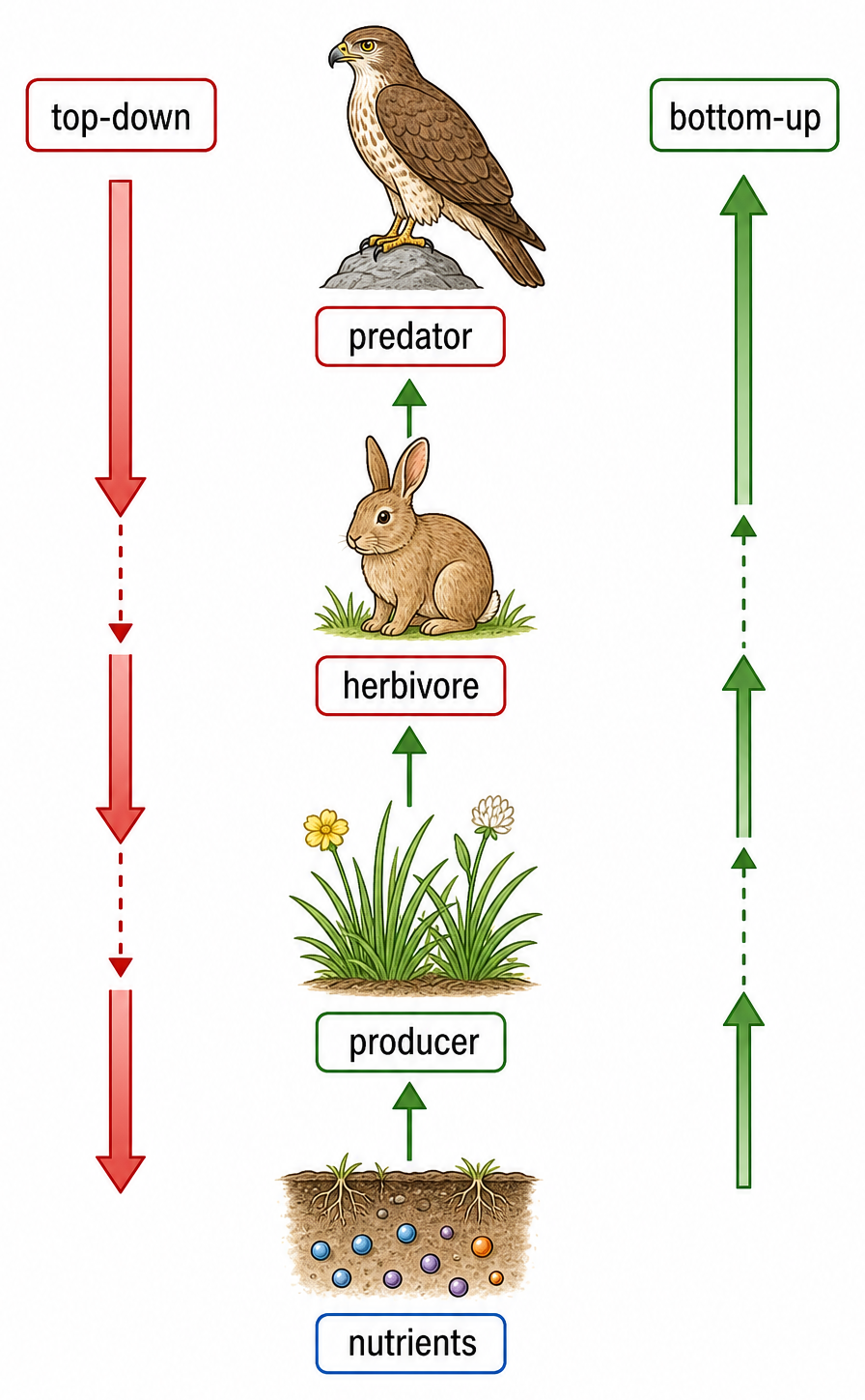 A trophic chain shows top-down effects beginning with predators and bottom-up effects beginning with nutrients and producers.