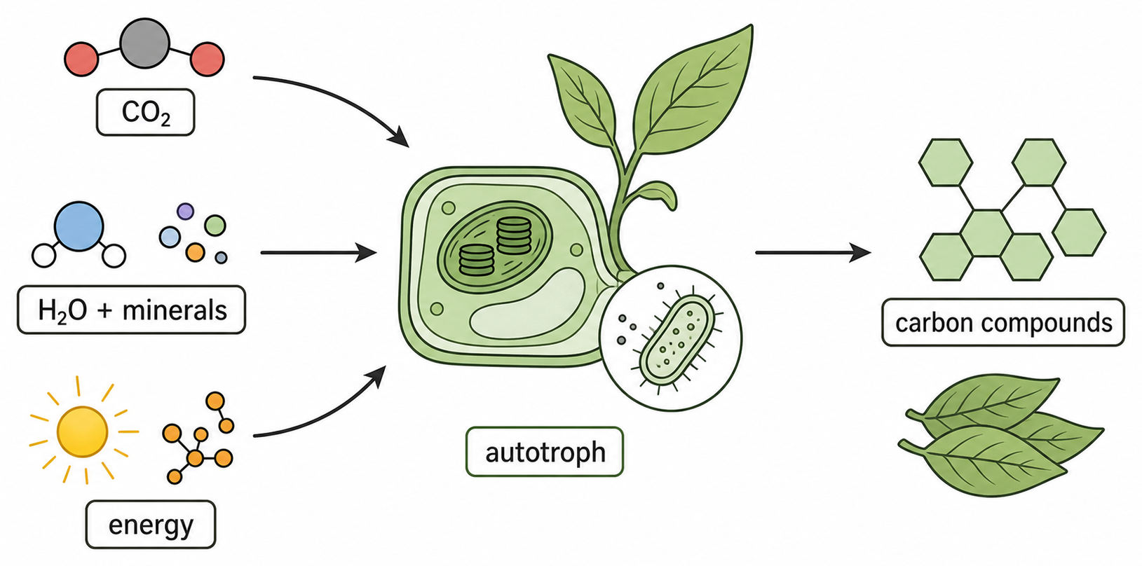 Carbon dioxide, water, mineral ions and an external energy source enter an autotroph, which produces carbon compounds and biomass.