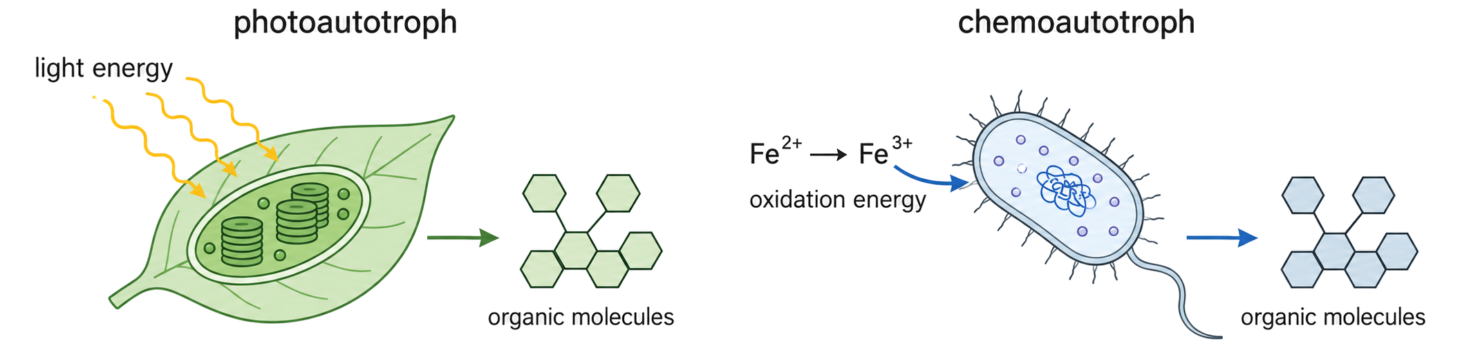 A photoautotroph uses light, while an iron-oxidizing chemoautotroph uses energy from converting iron two-plus ions to iron three-plus ions; both build organic molecules.