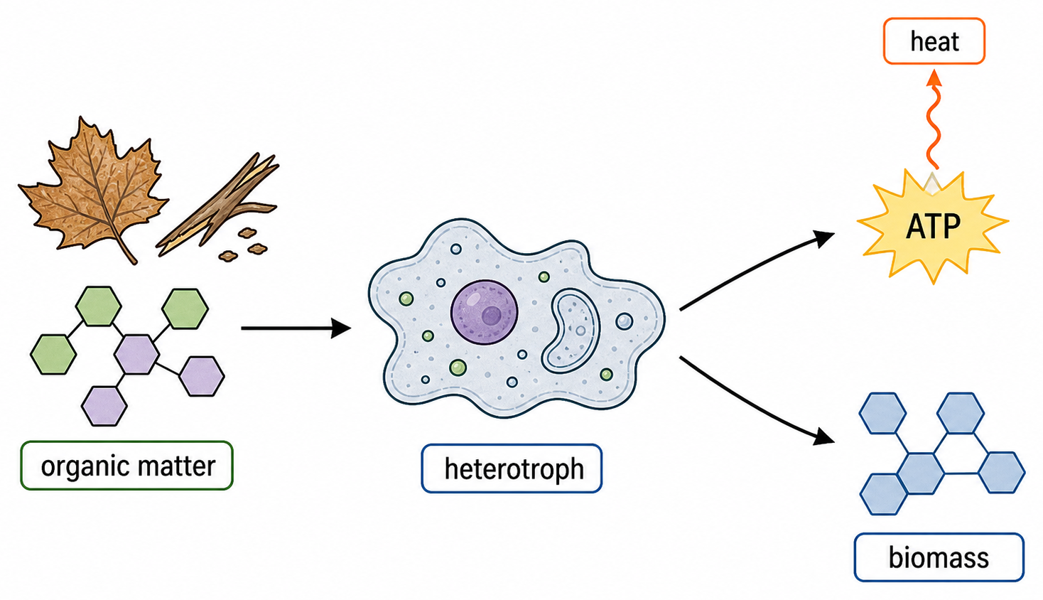 A heterotroph receives organic matter and directs it toward respiration and heat or toward synthesis of its own biomass.