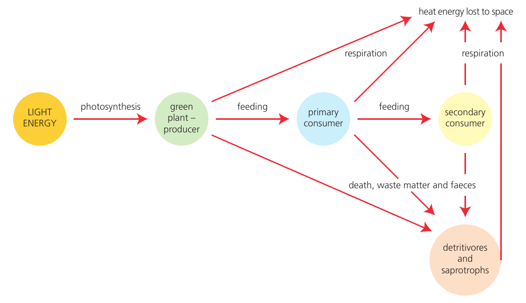 Light energy enters a producer and chemical energy passes through consumers and detritivores, while respiration releases heat from every trophic level.