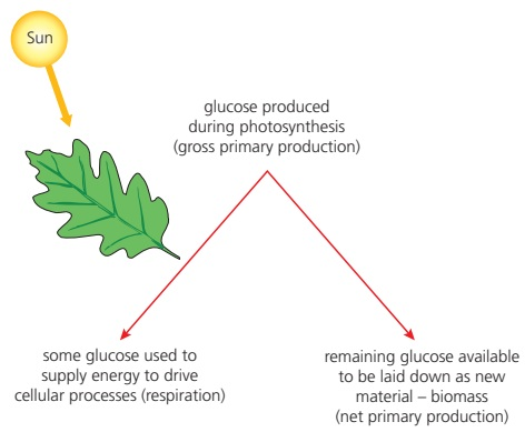 Gross primary production is divided between producer respiration and new producer biomass called net primary production.